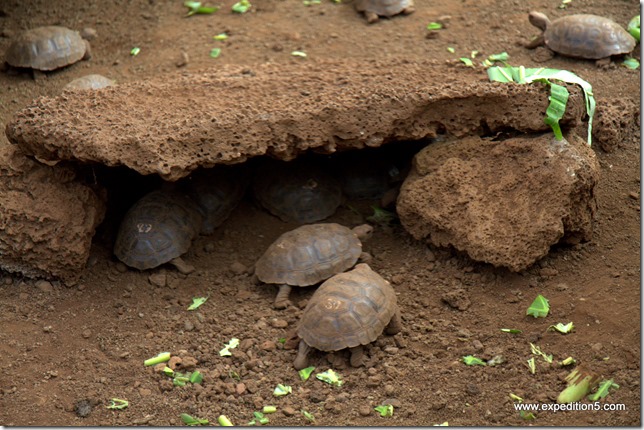 Des tortues elevées pour la repopulation, centre scientifique Charles Darwin, Galapagos.