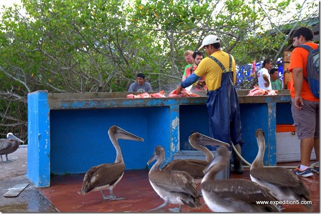 Les pélicans attendent leur part de la peche, Galapagos, Equateur.