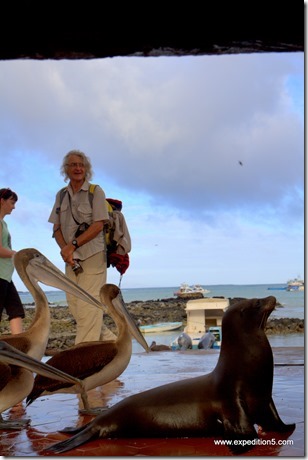 Jacky Rose observe le lion de mer qui quete pour un poisson, Galapagos, Equateur.
