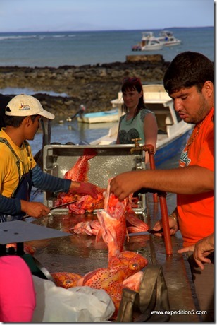 Les pécheurs préparent leurs prises du jour, Galapagos, Equateur.