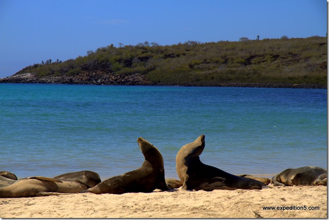 Lions de mer, Galapagos, Equateur.
