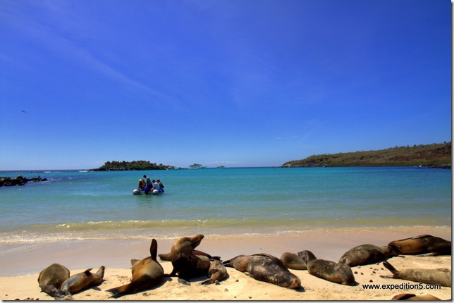 Depart de la plage aux lions de mer, Galapagos, Equateur.