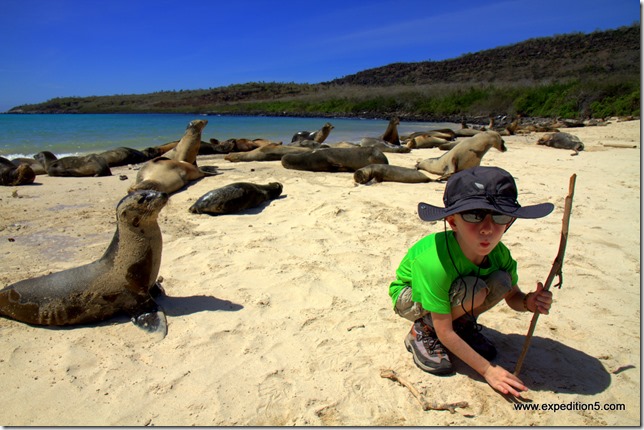 Clément n'a pas remarqué le lion de mer un peu curieux qui s'approche, Galapagos, Equateur.