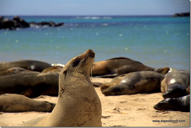 Un lion de mer bronze au soleil, Galapagos, Equateur.