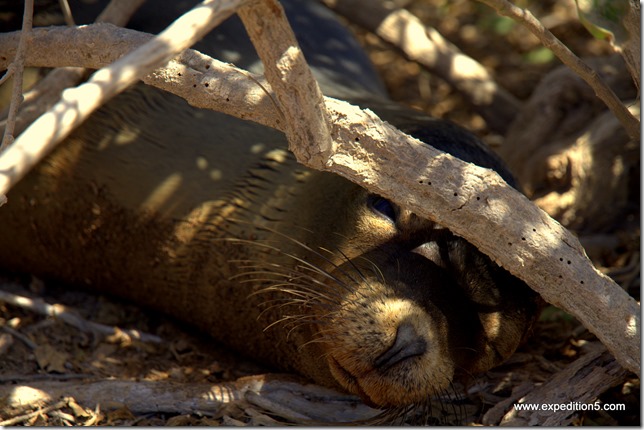 Un lion de mer s'est trouvé une cachette pour faire sa sieste tranquille, Galapagos, Equateur.