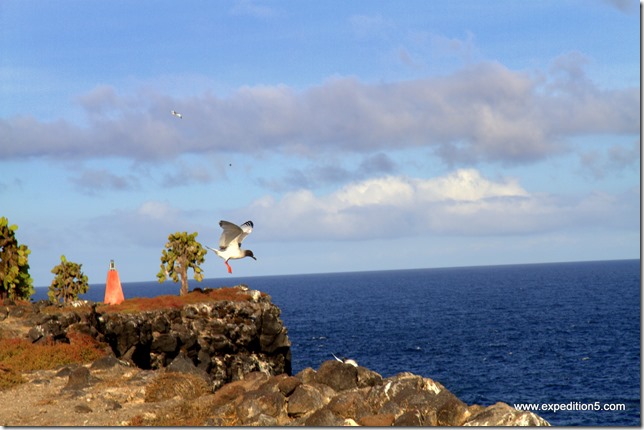 Les volatiles sont très présents aux Galapagos.