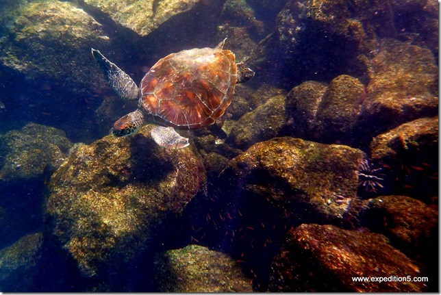 Une tortue marine passe sous notre masque, Galapagos, Equateur.