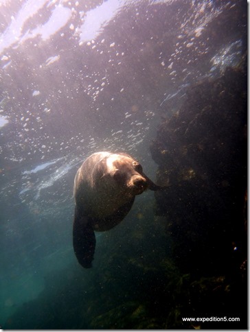 Un lion de mer vient mordiller mes palmes, Galapagos, Equateur.