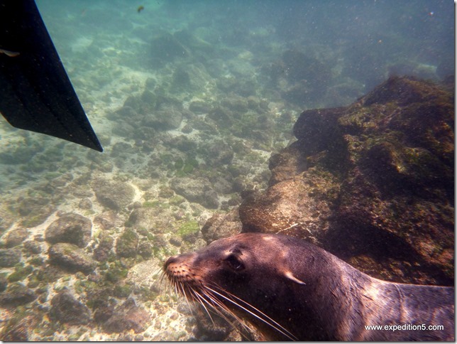 Un lion de mer vient mordiller mes palmes pour m'inciter à jouer avec lui, Galapagos, Equateur.