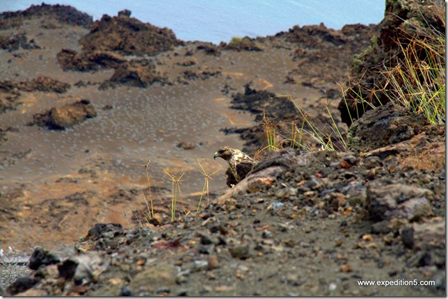 Un des rares rapaces peuplant les iles  Galapagos, Equateur.